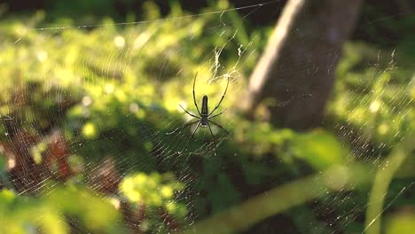 a big spiderweb with a nephila pilipes as know as northern golden orb weaver or giant golden orb weaver - big yellow and black spider in indonesia