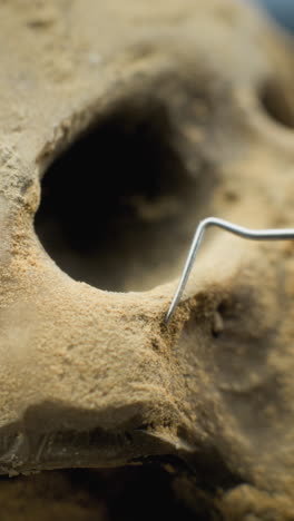 skull excavation and cleaning process