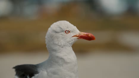 Side-View-Of-Dolphin-Gull-Looking-Around-In-Its-Habitat-In-Ushuaia,-Argentina,-Patagonia