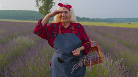 anciana abuela granjera recogiendo flores de lavanda en la canasta en el jardín de hierbas, mostrando los pulgares hacia arriba
