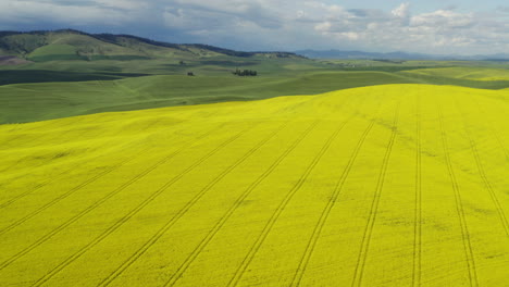 Campo-De-Flores-De-Canola-Amarillo-Vibrante-En-El-Este-De-Washington,-Antena