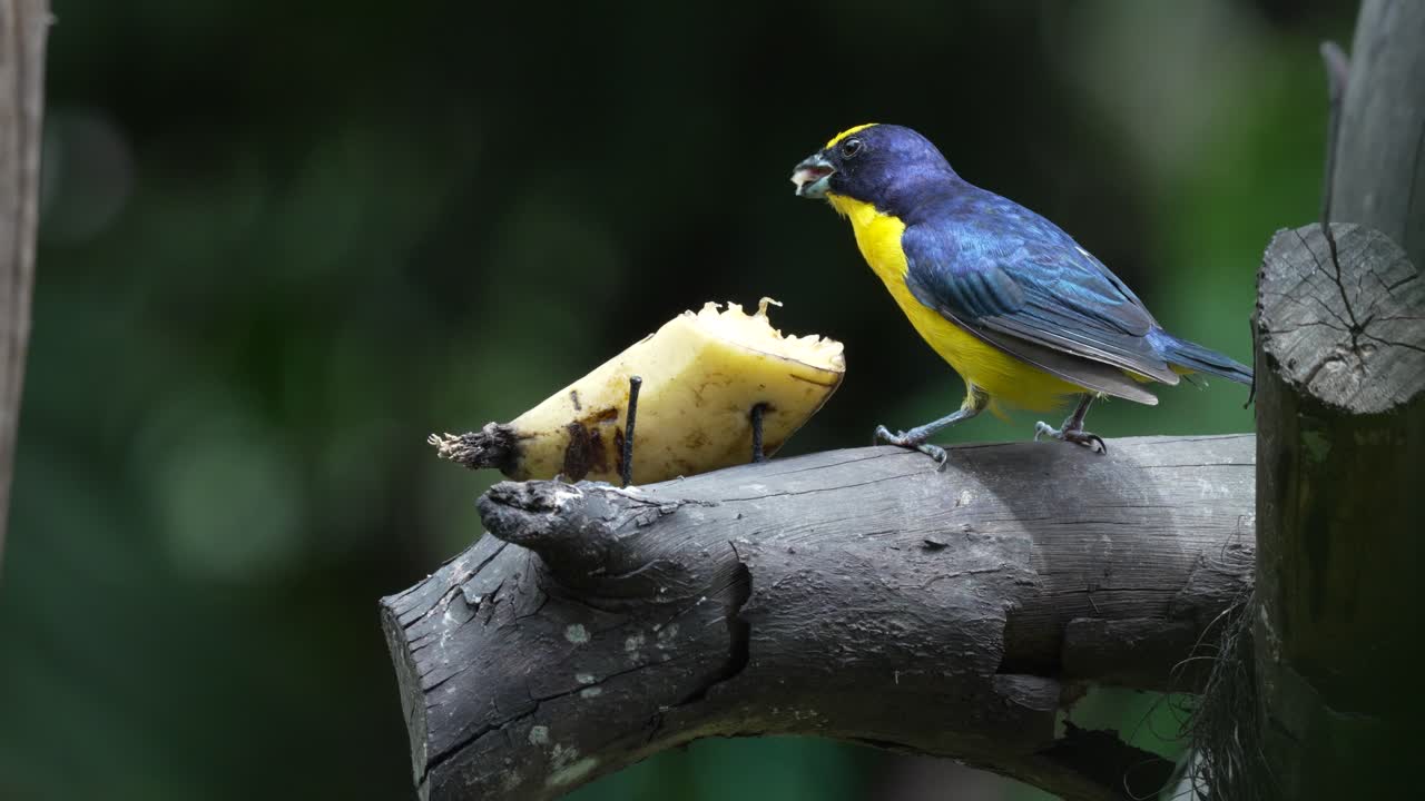 Close Up Shot of Yellow-throated Euphonia Eating Banana on Tree Branch