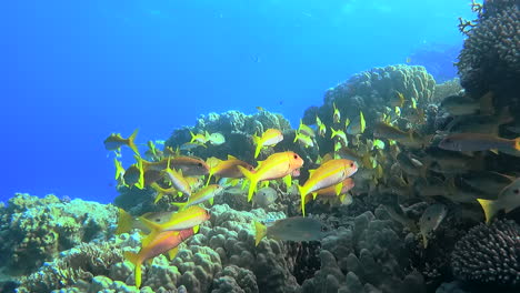 schooling yellow tropical fish, some with a fake black eye to confuse predators, swim along the colorful coral reef