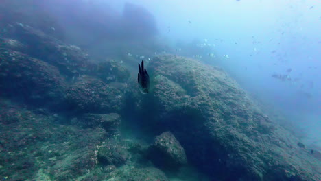 fish swim near coral reef, pov diving view