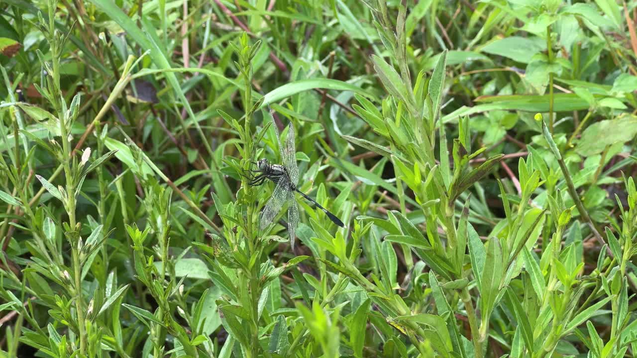 Black green dragonfly resting on green foliage in a wild meadow, captured in detail during daylight. Orthetrum sabina - soldier dragonfly
