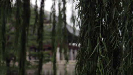 korean temple garden with willow trees