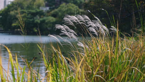 silvergrass - miscanthus on the bank of river swaying in the wind at summer in tokyo, japan