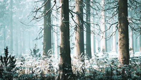 trees in misty winter forest frosty and foggy