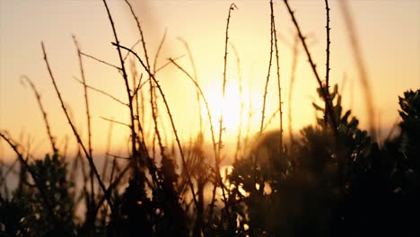 Puesta-De-Sol-En-La-Playa-Asomándose-A-Través-De-La-Silueta-De-Los-Arbustos-En-4k