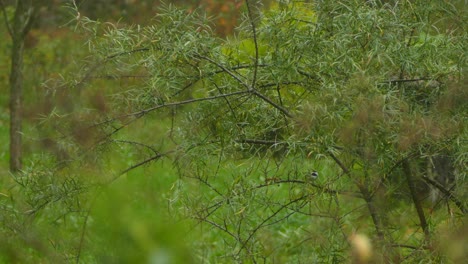 Kleine-Vögel-Springen-An-Einem-Bewölkten-Tag-Von-Ast-Zu-Ast-Zwischen-Dem-Gras