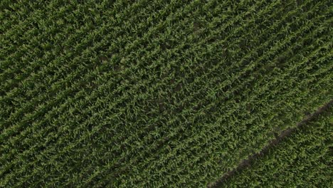 Imágenes-De-Drones-Giratorios-De-Arriba-Hacia-Abajo-De-Un-Campo-De-Maíz-En-Verano---Emilia-Romagna---Italia