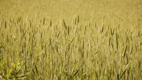 el campo de trigo dorado