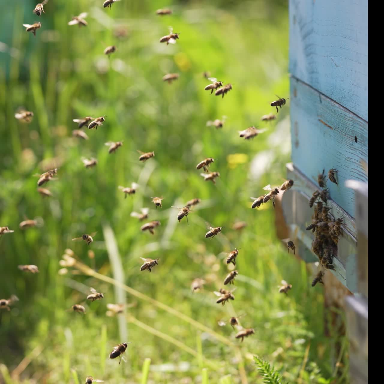 Bees flying around the honeycomb. Swarm of honey bees flying in apiary