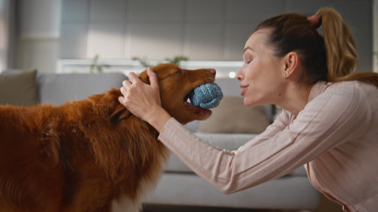 Fluffy dog holding ball in mouth playing with smiling woman at home close up.