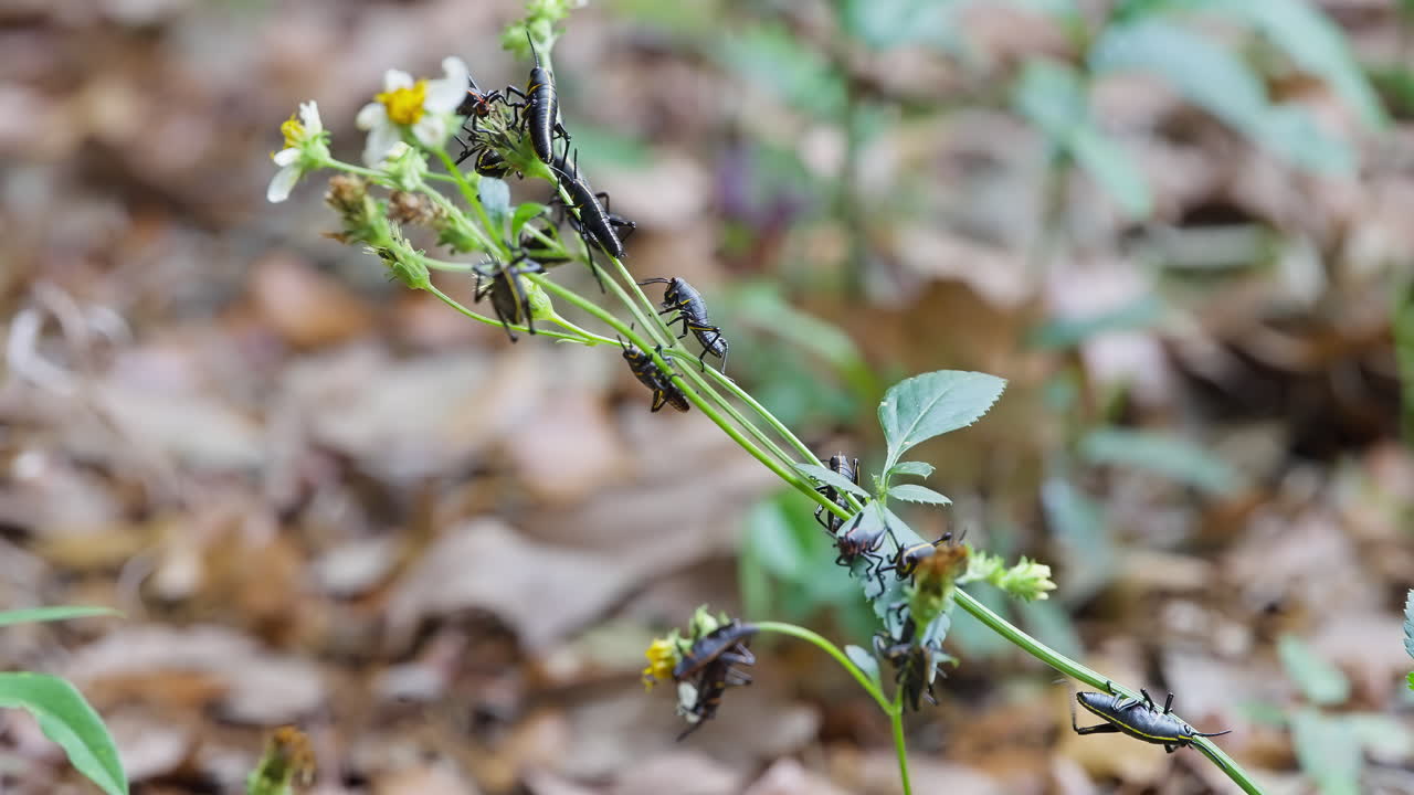 Florida Lubber Grasshoppers Climbing And Gripping On Stems Of Green Plant In Bloom. static shot