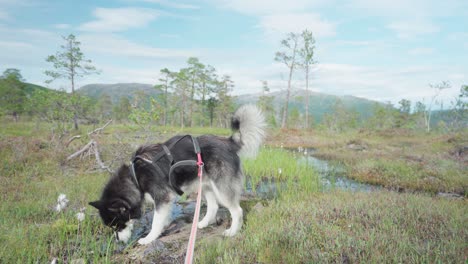 an alaskan malamute dog with a leash sniffing on a wet grassy field at anderdalen national park, senja, norway