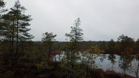 estonia, lahemaa national park, viru raba vaatetorn, overview over the beautiful forest