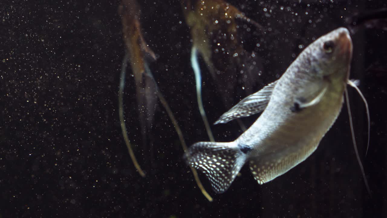 수족관 의 물고기