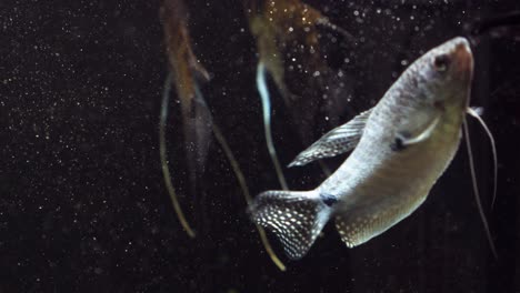 fish in an aquarium