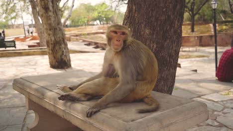 a macaque monkey sitting on a platform at a fort in jaipur rajasthan india