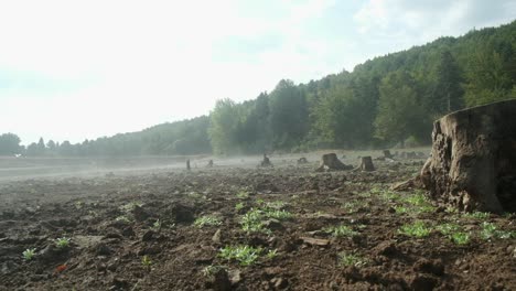 fog moving over tree stumps in bolu, turkey -wide