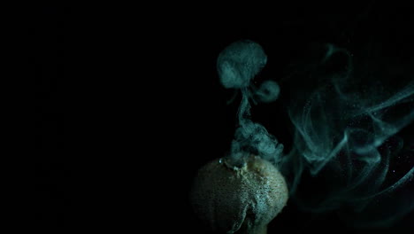 lycoperdon perlatum &quot;el pedo de lobo común