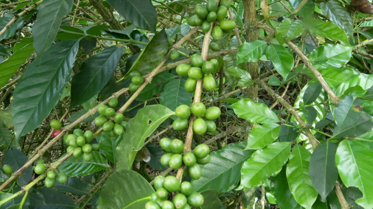 Veduta dettagliata di chicchi di caffè verdi acerbi su una pianta rigogliosa in Colombia. Foglie lussureggianti e vivaci circondano le ciliegie in fase di sviluppo, riprese con luce naturale e diffusa.