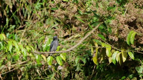 bloqueando un objetivo durante la tarde en la jungla, ceniciento drongo dicrurus leucophaeus, parque nacional khao yai, tailandia