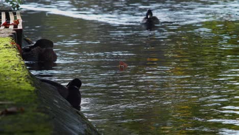 los patos se lavan y acicalan junto a la orilla de un canal