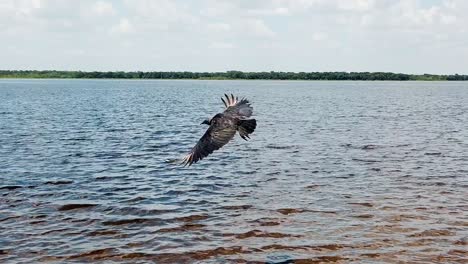 a black bird cormorant spreading its wings and starts to fly out over the sea water