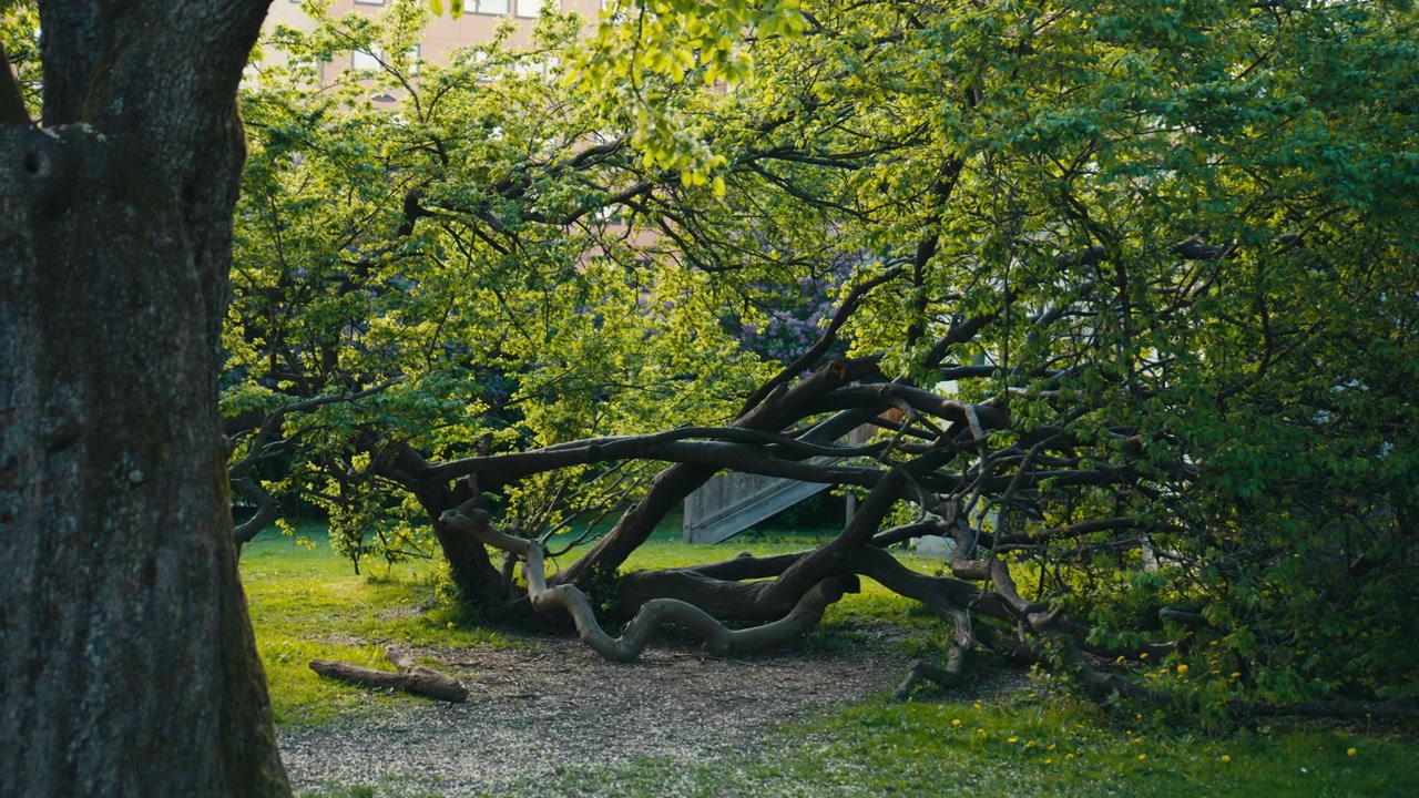 Un vieil arbre tentaculaire s'étend bas dans un jardin urbain ensoleillé, où des branches tordues, un feuillage printanier frais et des formes sculpturales de branches créent une scène naturelle calme et visuellement saisissante