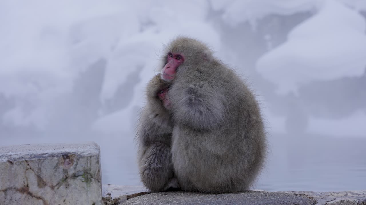 macacos japoneses, madre e hijo abrazándose en el frío invierno