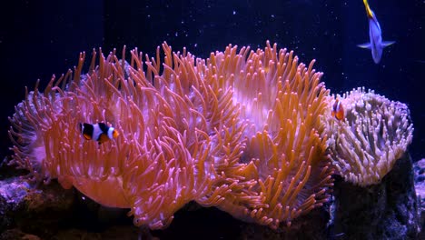 clown fish swim in and around a sea anemone