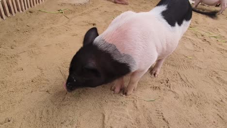 pig in a sand pen