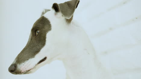 Whippet-dog-in-afternoon-sunlight