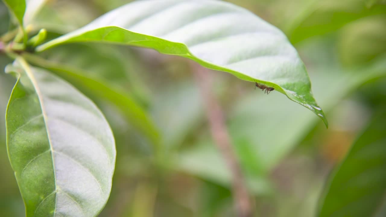 primer plano de una hormiga debajo de una hoja verde