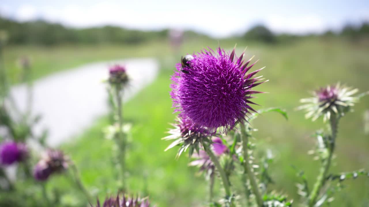 땅벌은 엉겅퀴에서 꿀을 마신다