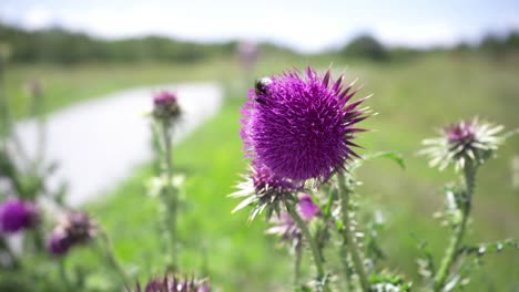 a bumblebee forages nectar on a thistle