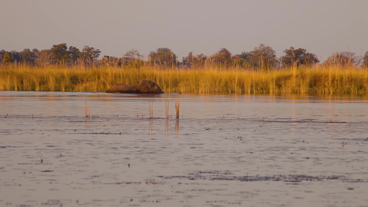 un elefante caminando por el agua, en el delta de okavango, botswana