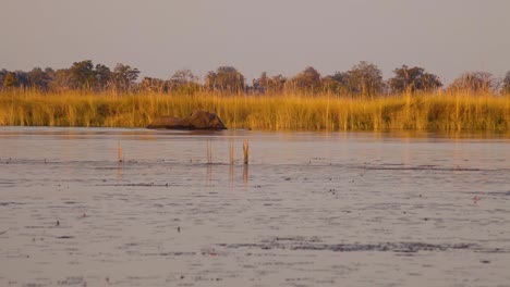 Elephant-walking-in-water,-Okavango-Delta,-Botswana