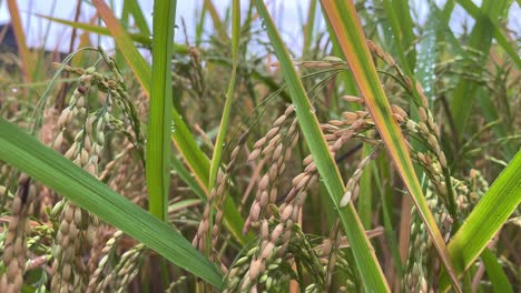 The-ripe-paddy-is-ready-to-be-harvested