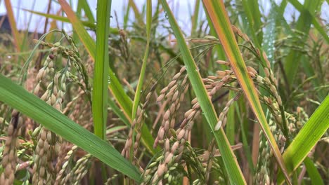 the ripe paddy is ready to be harvested