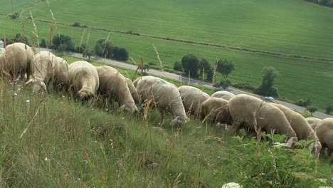 Schafherde-Bei-Eichstätt-Im-Altmühltal,-Bayern,-Deutschland-4