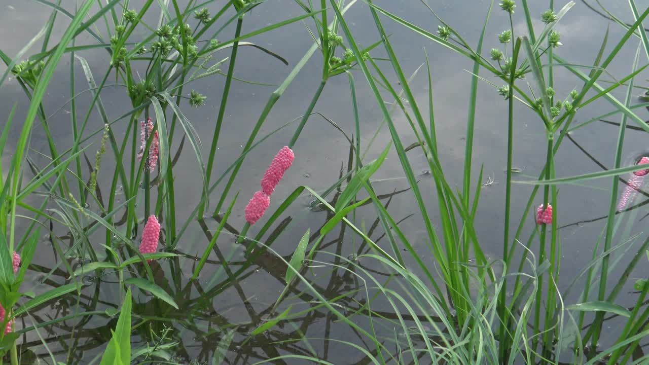 4k huevos de pomacea canaliculata en una planta del lago en la ciudad de taipei