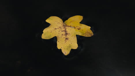 Yellow-autumn-leaf-on-dark-water,-closeup