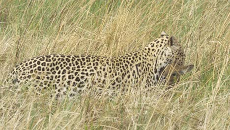 siguiendo a un leopardo con una presa en la boca