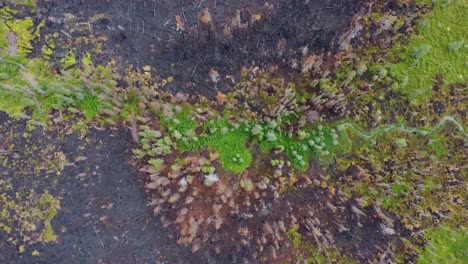 Drone-headshot-of-the-forest-fire-boundary,-separating-the-green-and-dry-parts