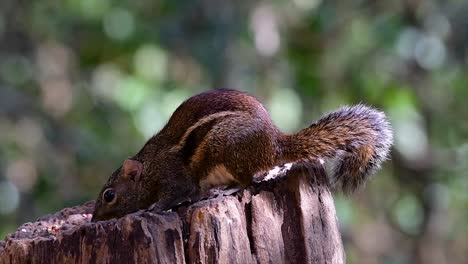 印度支那地松鼠 (indochinese ground squirrel) 是泰國最常見的地松鼠