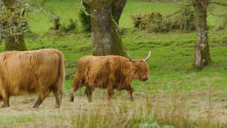 highland cows grazing in a lush green field in scotland slomo