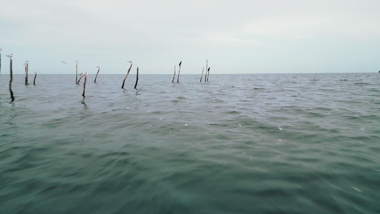 해가 지는 동안 바다에서 기둥에 앉아 있는 새들